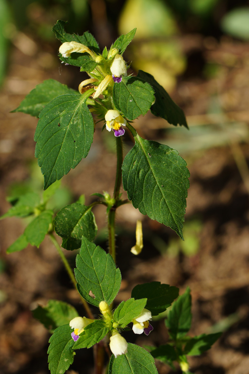 Image of Galeopsis speciosa specimen.