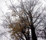 Populus alba. Кроны взрослых растений. Тверская обл., г. Тверь, Заволжский р-н, территория \"Тверьэнергосбыта\", в озеленении. 15 ноября 2020 г.