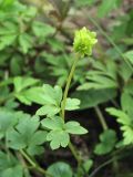 Adoxa moschatellina. Цветущее растение. Нидерланды, провинция Drenthe, национальный парк Drentsche Aa, окр. деревни Anloo, широколиственный лес. 29 апреля 2008 г.