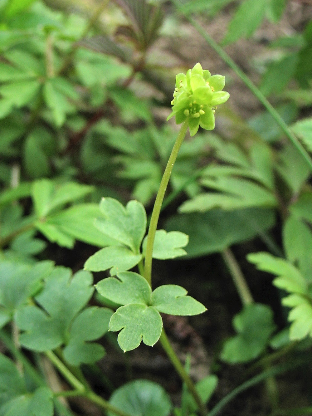 Изображение особи Adoxa moschatellina.