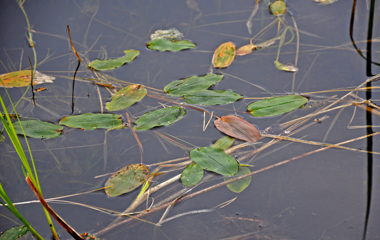 Image of Potamogeton natans specimen.