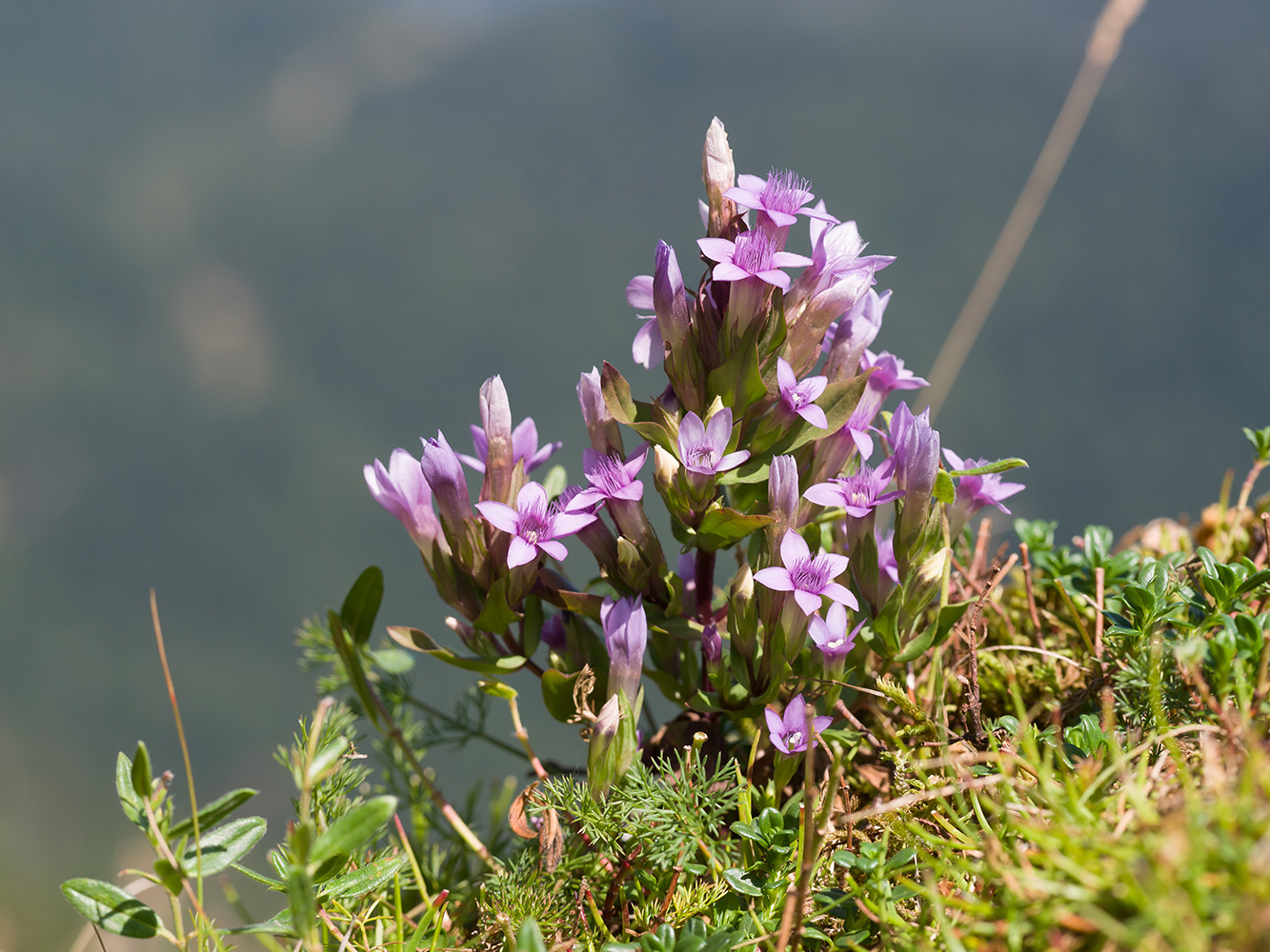 Изображение особи Gentianella biebersteinii.