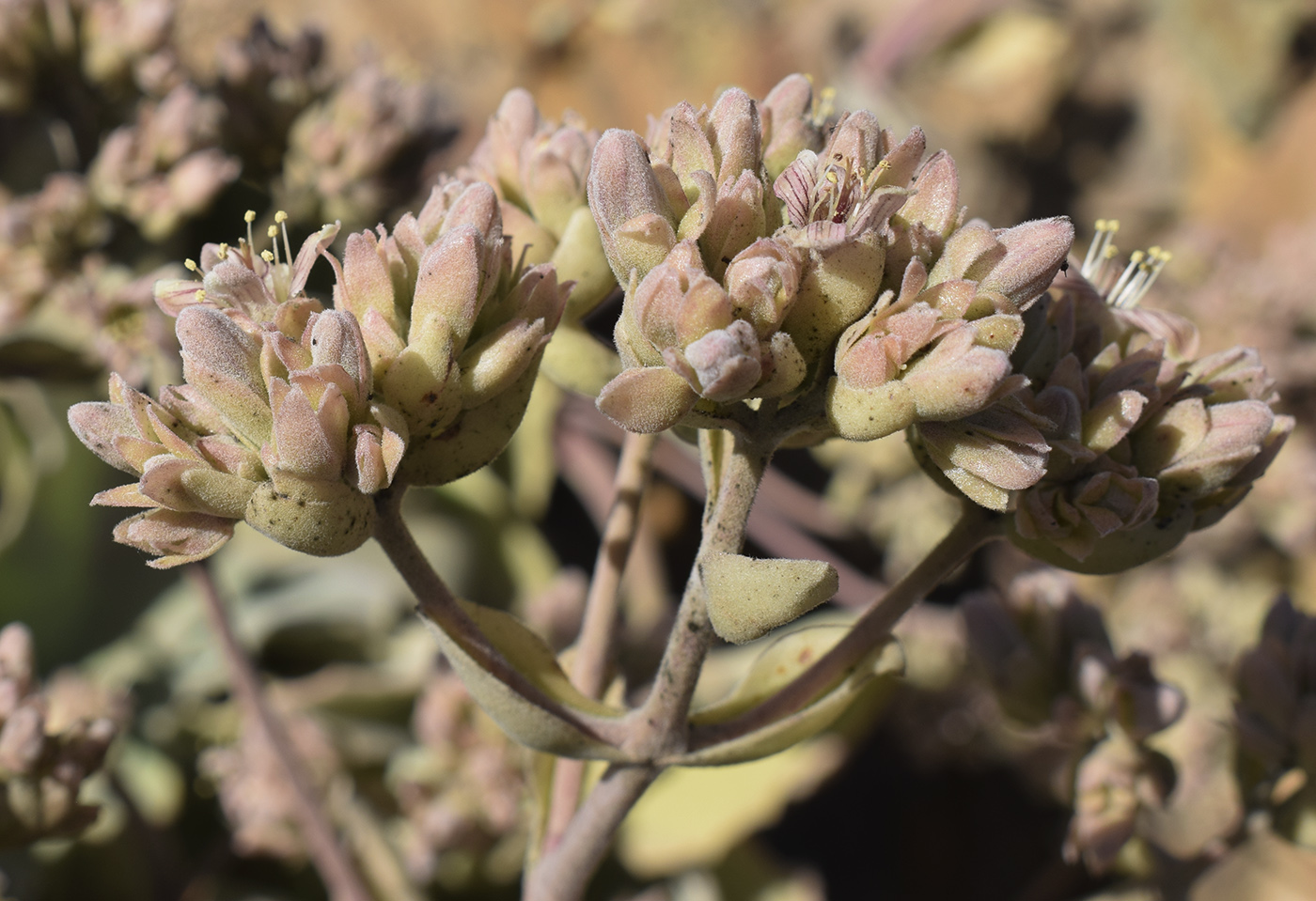 Изображение особи Kalanchoe beharensis.