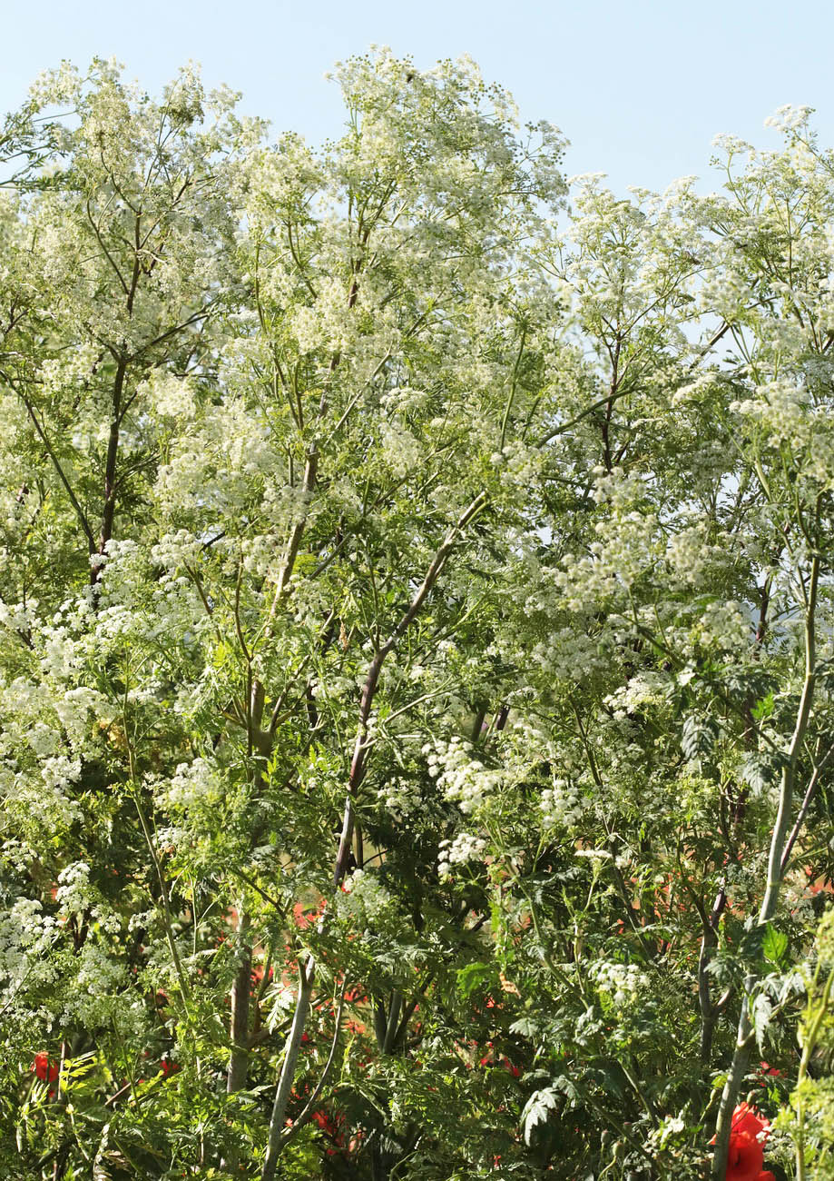 Image of Conium maculatum specimen.