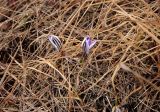 Crocus reticulatus