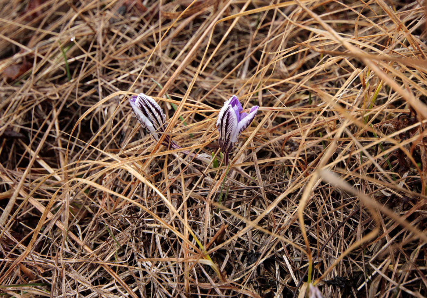 Изображение особи Crocus reticulatus.