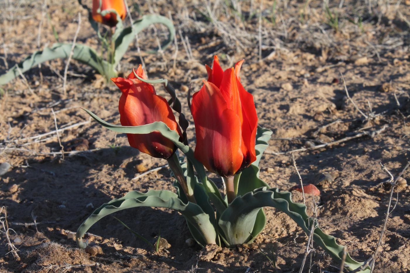 Image of Tulipa borszczowii specimen.