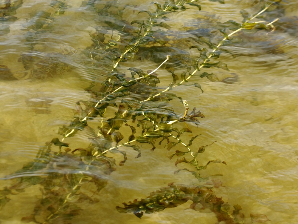 Изображение особи Potamogeton perfoliatus.