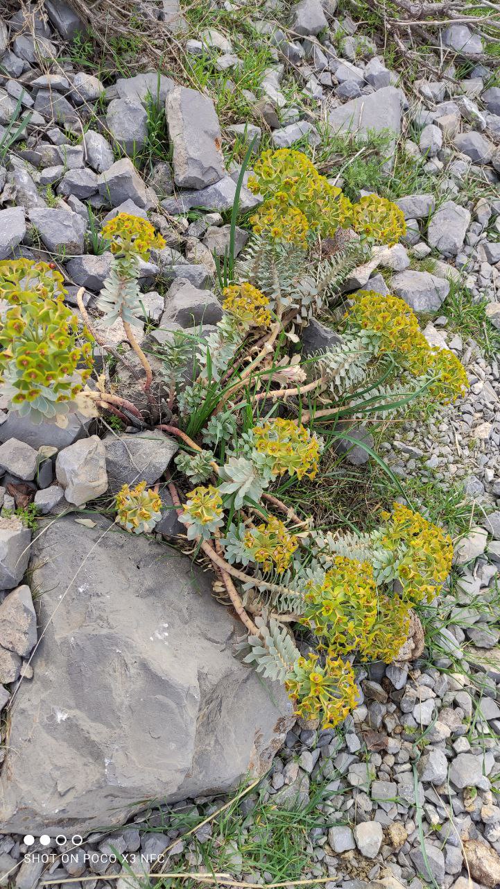 Изображение особи Euphorbia spinidens.