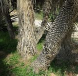 Yucca elata