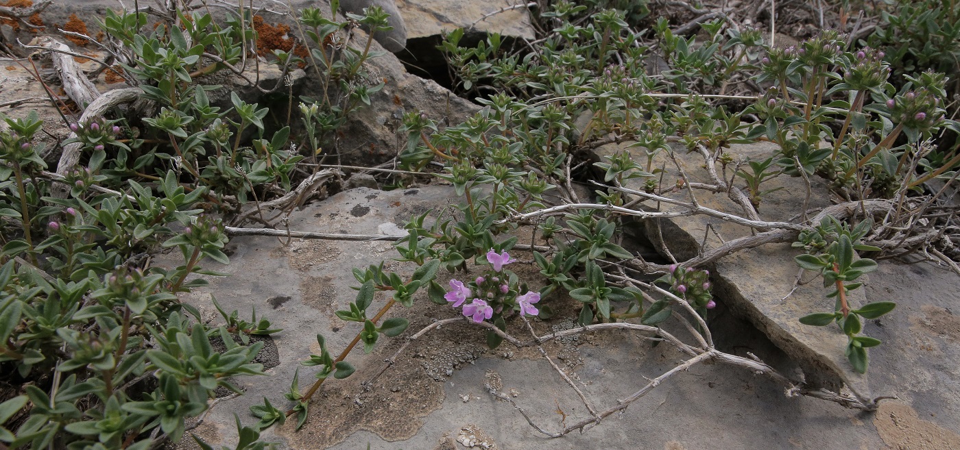 Изображение особи род Thymus.