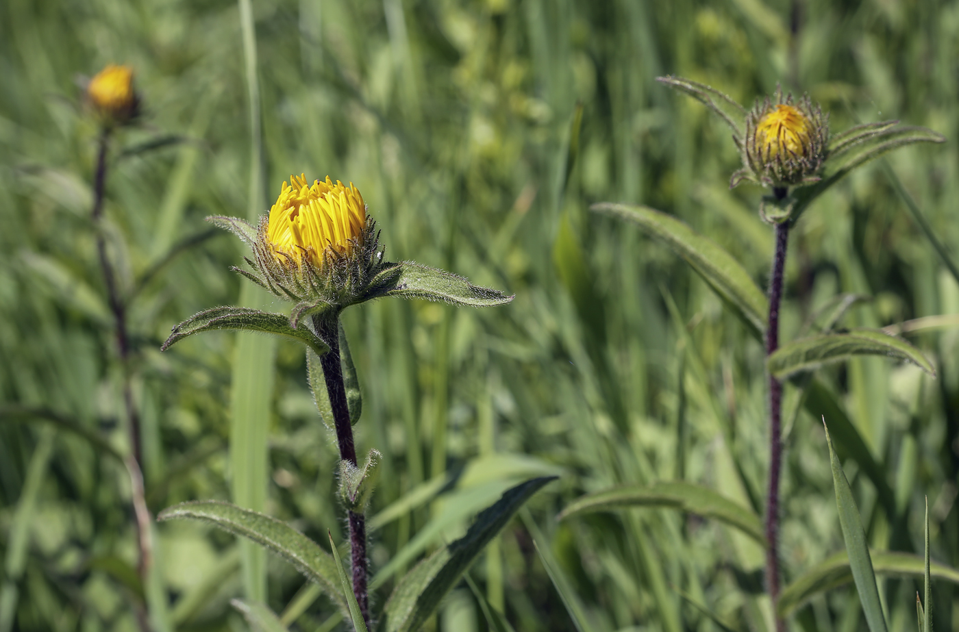 Image of Inula hirta specimen.