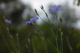 Linum nervosum