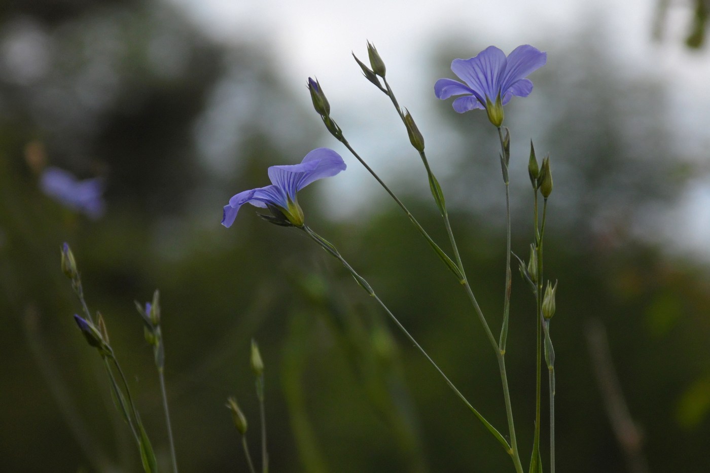 Изображение особи Linum nervosum.