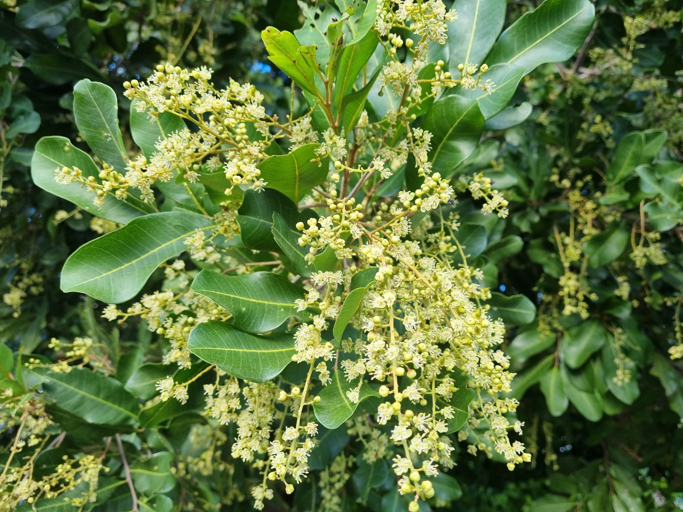 Image of Harpullia pendula specimen.