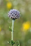 Centaurea scabiosa. Верхушка побега с развивающимся соцветием. Мурманская обл., п-в Рыбачий, побережье Большой Волоковой губы севернее м. Коровий, берег ручья, разнотравный приморский луг. 28.07.2020.