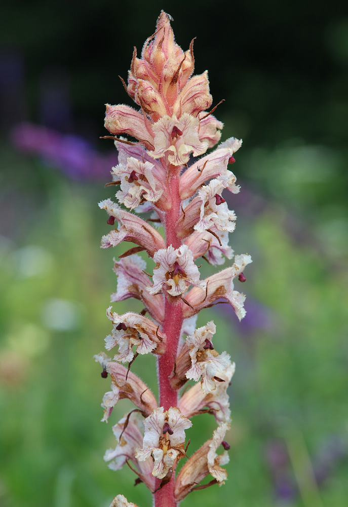 Изображение особи Orobanche alba f. maxima.