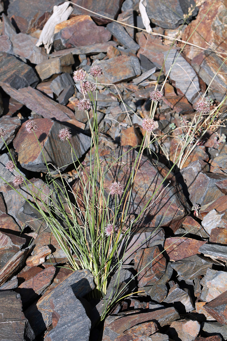 Image of Allium kokanicum specimen.