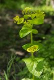 Smyrnium perfoliatum. Верхушка цветущего растения. Краснодарский край, Абинский р-н, окр. ст. Шапсугская, опушка дубово-грабового леса. 15.05.2021.