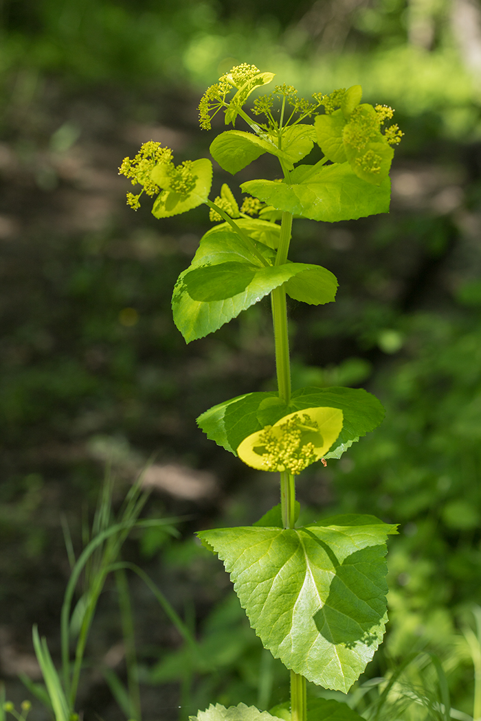 Изображение особи Smyrnium perfoliatum.