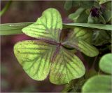 Oxalis tetraphylla