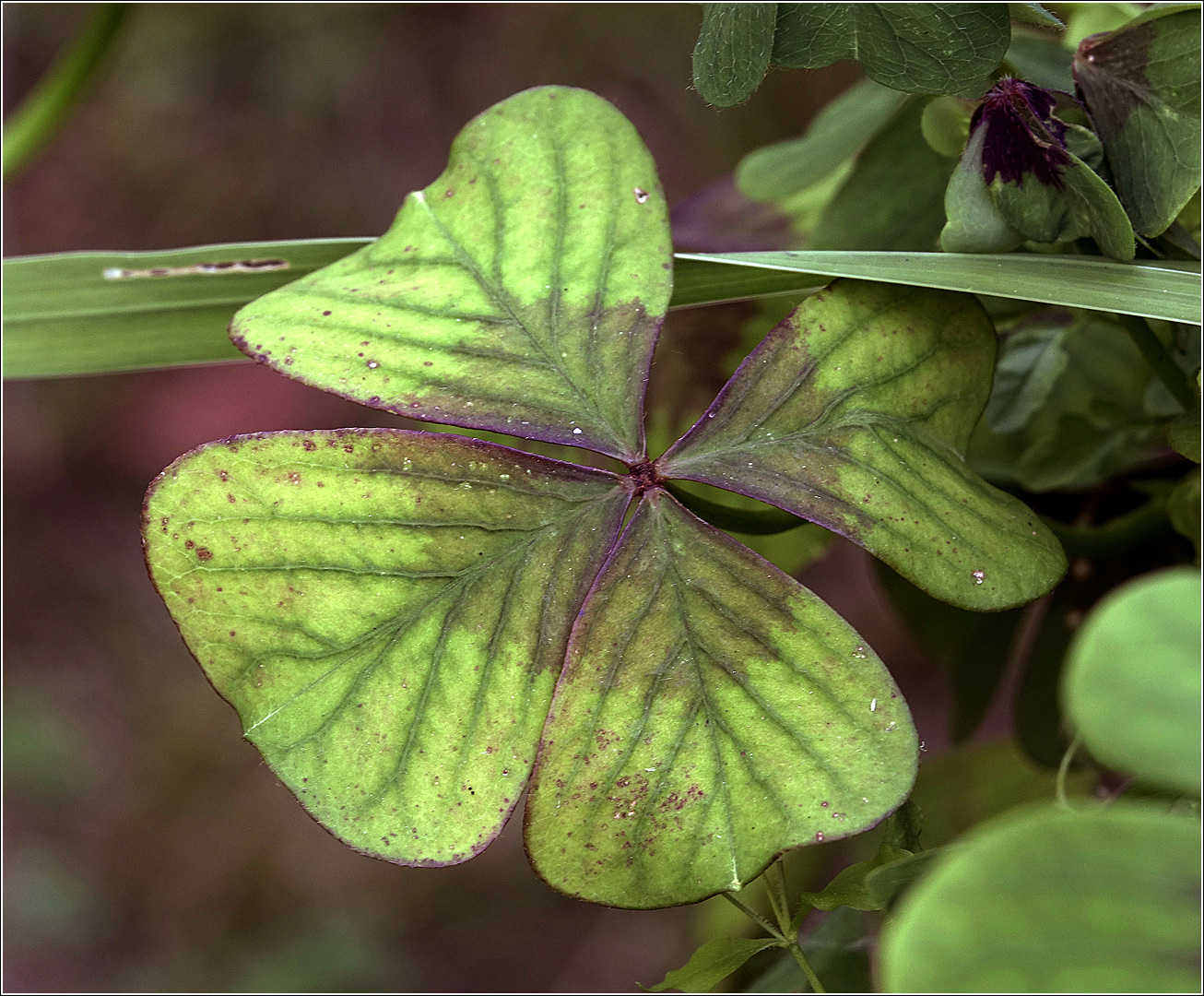 Изображение особи Oxalis tetraphylla.