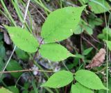 Rubus hirtus. Фрагмент стебля с листьями. Абхазия, окр. пос. Цандрыпш, опушка дубово-грабового леса. 07.08.2021.