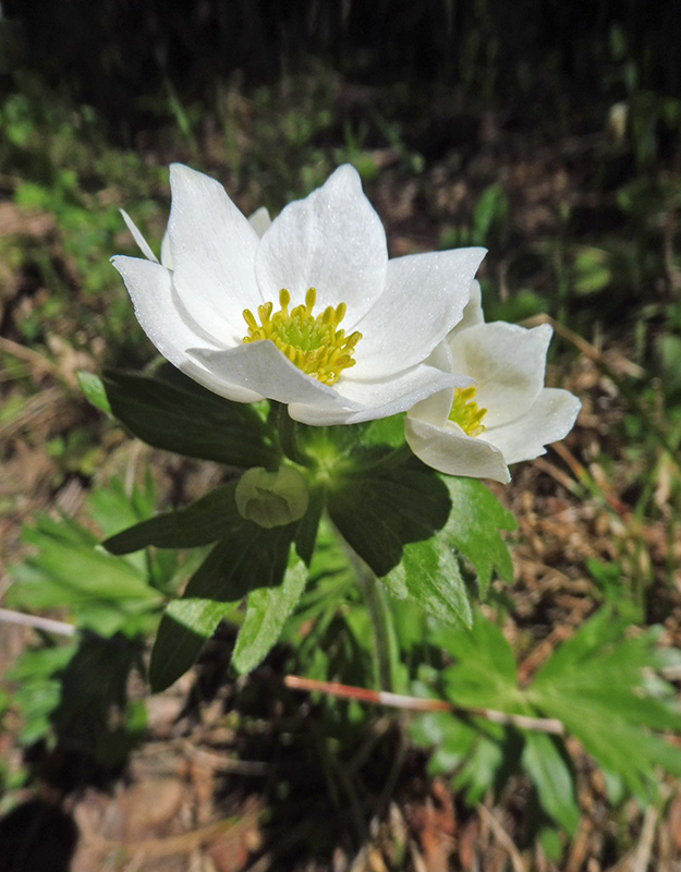 Изображение особи Anemonastrum biarmiense.