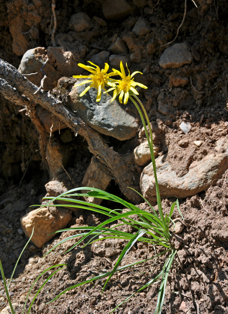 Изображение особи Scorzonera radiata.