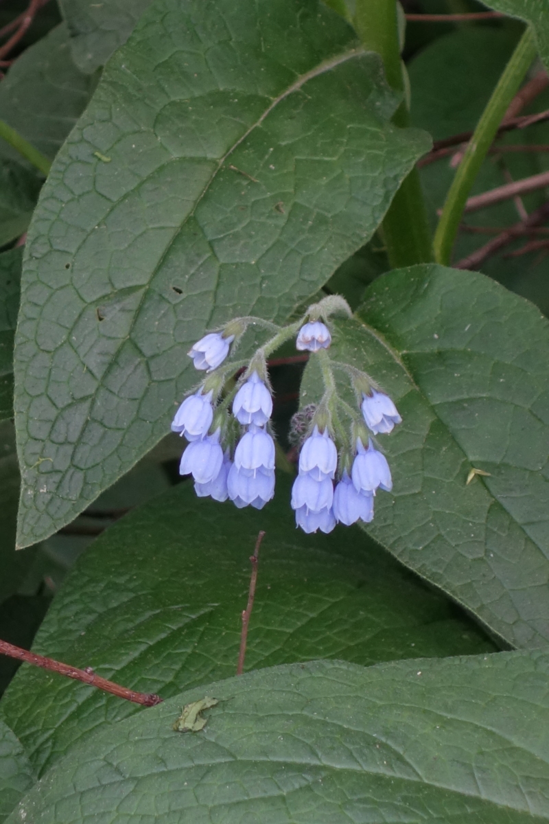 Изображение особи Symphytum caucasicum.