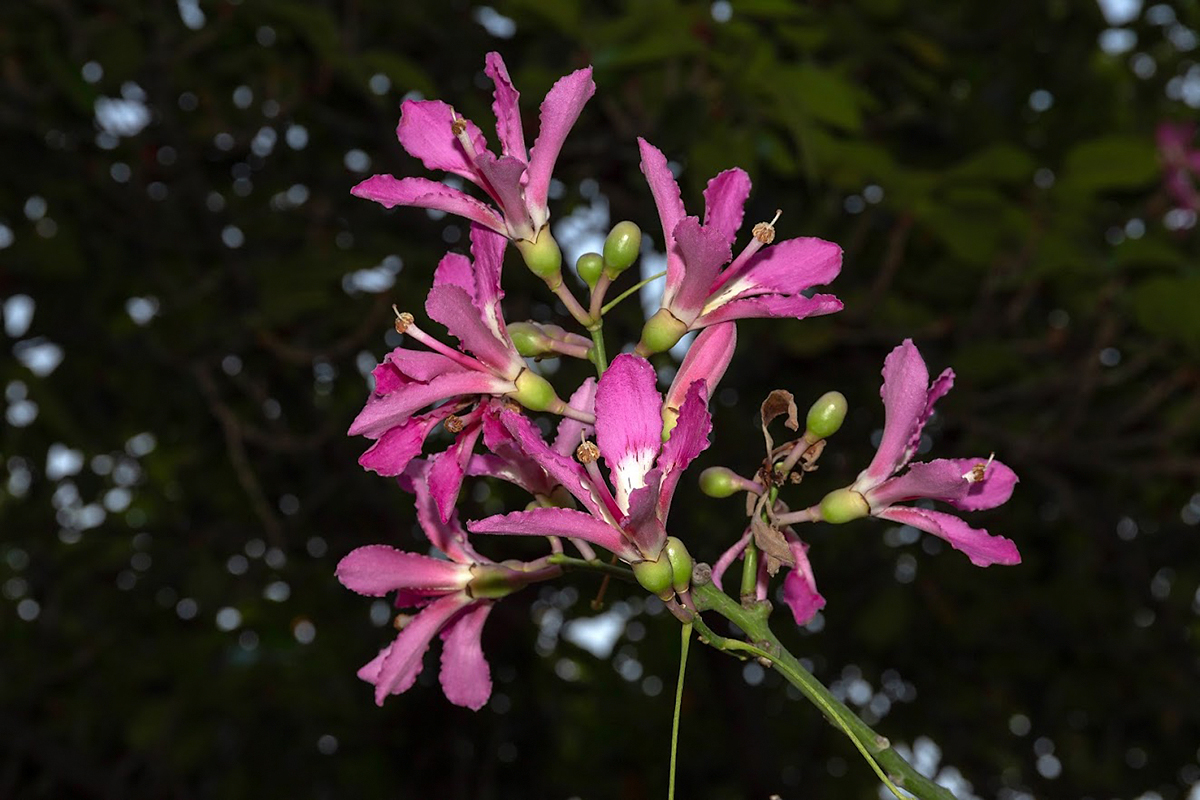 Изображение особи Ceiba speciosa.