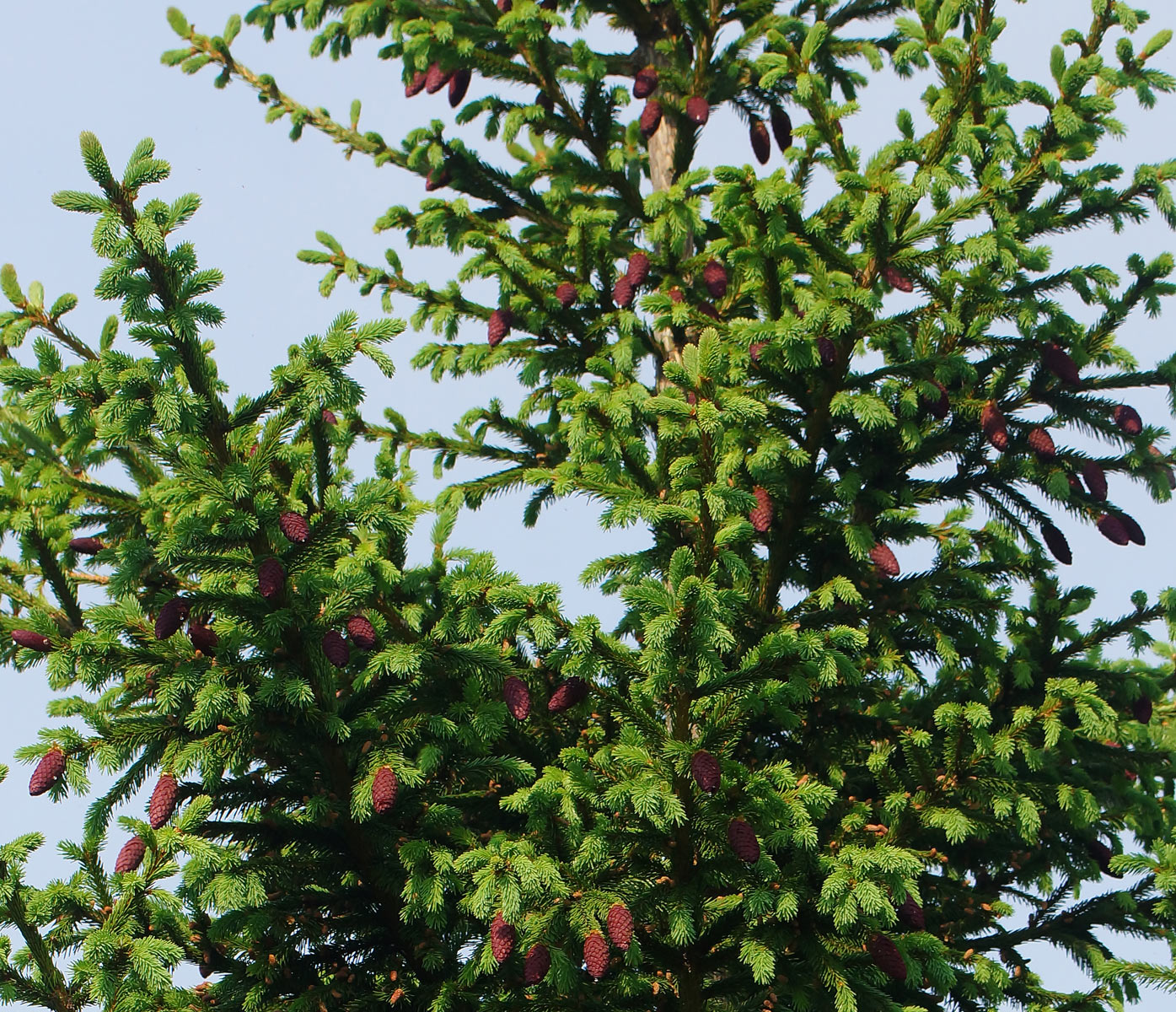 Image of Picea abies specimen.