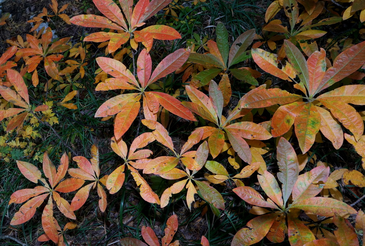 Image of Rhododendron luteum specimen.