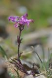 Pedicularis crassirostris