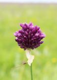 Allium rotundum