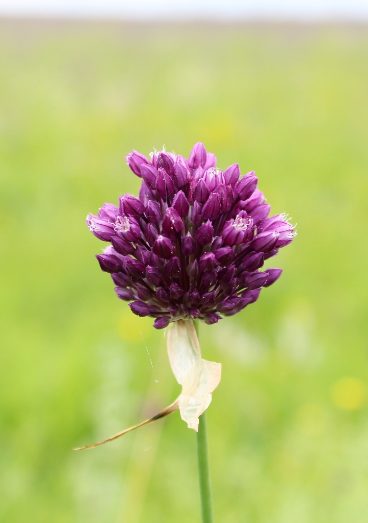 Image of Allium rotundum specimen.