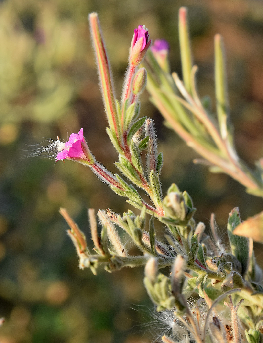 Image of Epilobium villosum specimen.