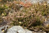 Calluna vulgaris