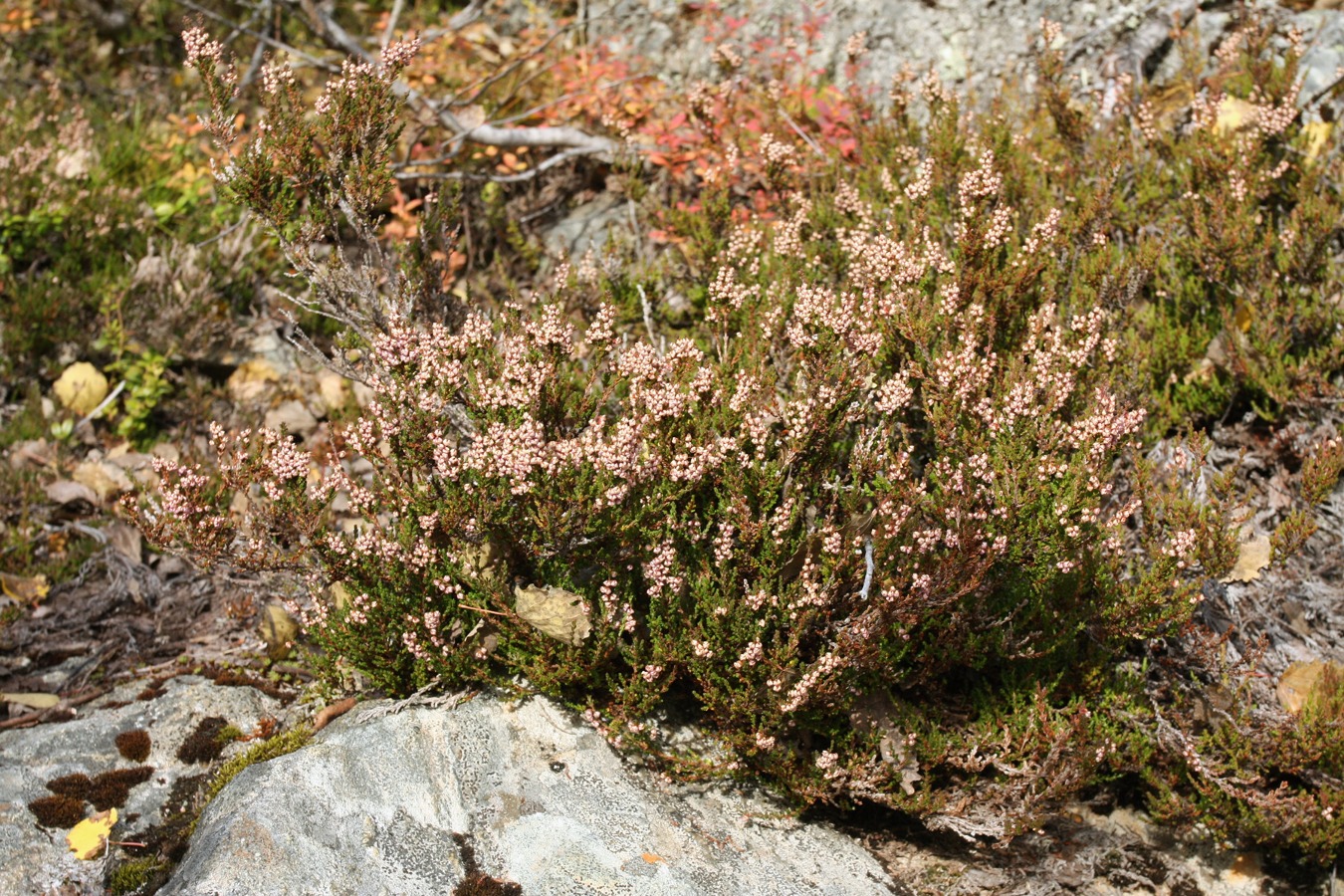 Image of Calluna vulgaris specimen.