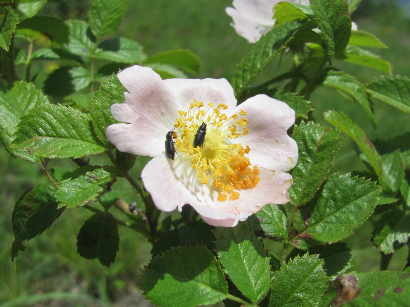 Image of Rosa galushkoi specimen.