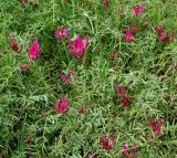 Astragalus stevenianus. Цветущее растение. Азербайджан, Шекинский р-н. 18.04.2010.