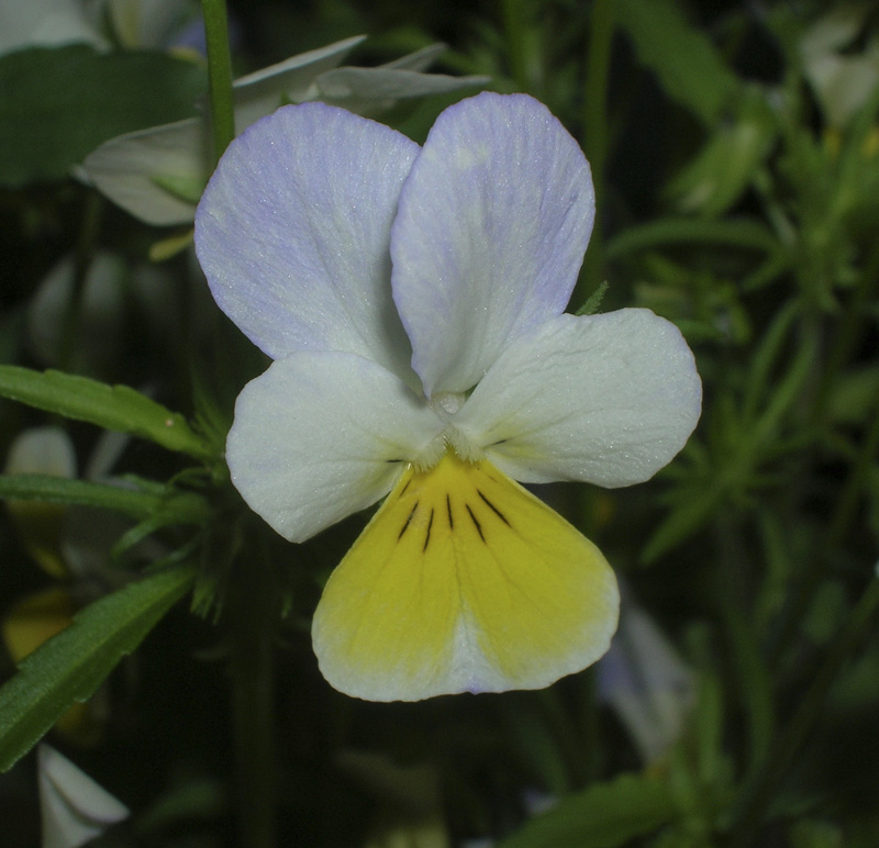 Изображение особи Viola tricolor.