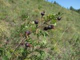 Rosa spinosissima. Верхушка веточки с плодами. Северная Осетия, гор. округ Владикавказ, окр. с. Ниж. Ларс, ок. 1300 м н.у.м., сухой склон. 01.08.2021.