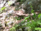 Brunnera macrophylla. Цветущее и плодоносящее растение. Абхазия, окр. г. Новый Афон, каменистый склон Иверской горы. 12.05.2021.