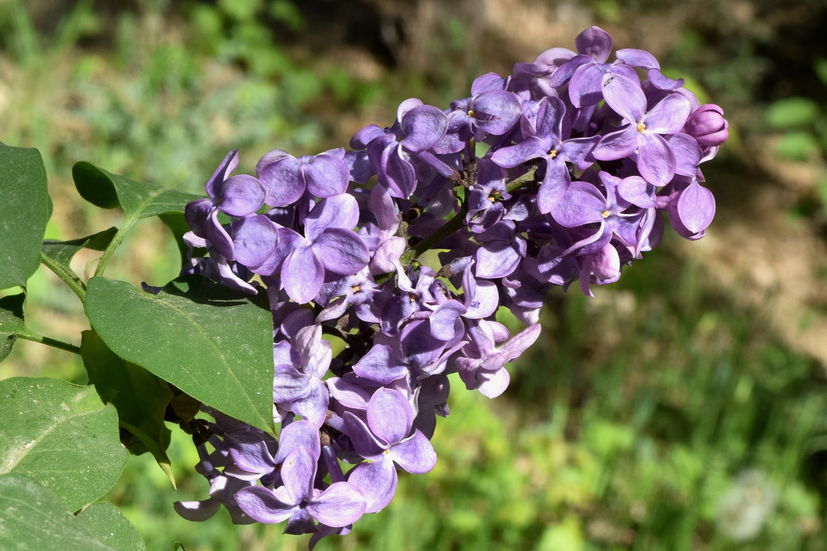 Image of Syringa vulgaris specimen.