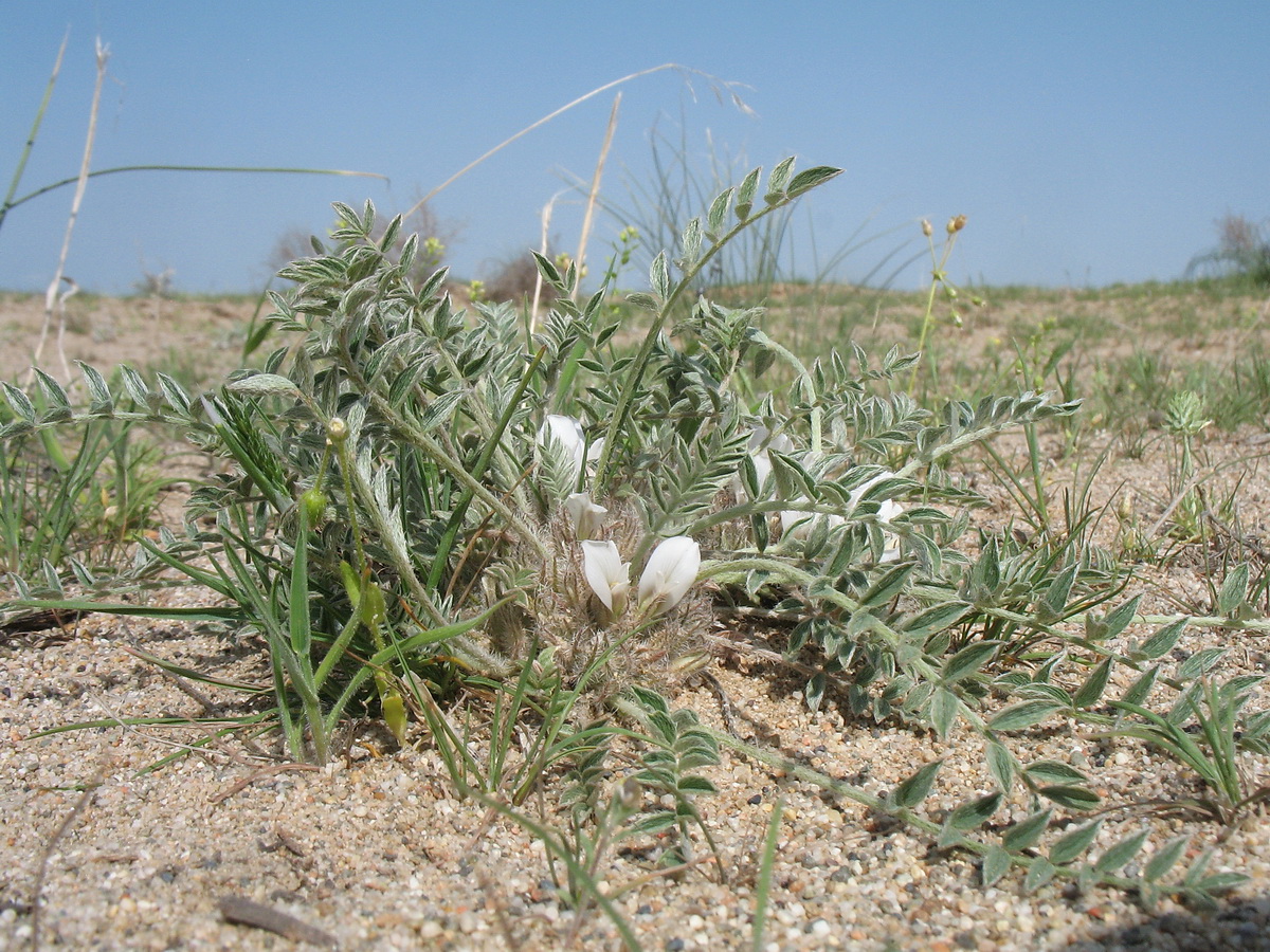 Изображение особи Astragalus scabrisetus.