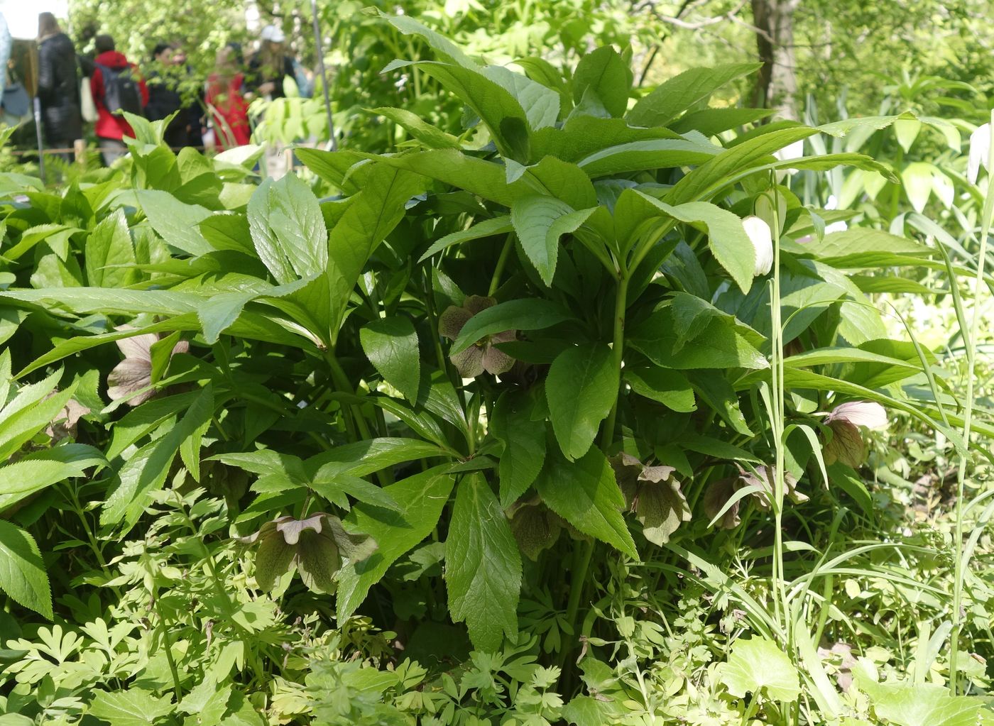 Image of Helleborus orientalis specimen.