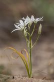 Ornithogalum kochii. Цветущее растение. Ростовская обл., Тарасовский р-н, гора Городище, песчаный склон. 01.05.2022.