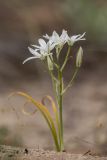 Ornithogalum kochii