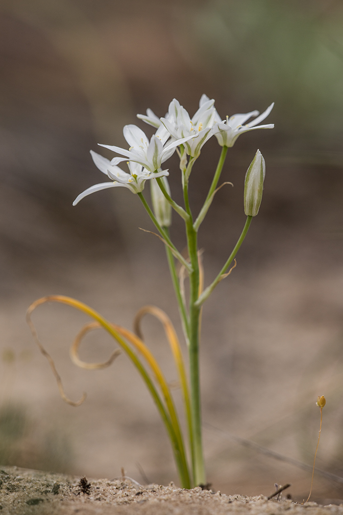 Image of Ornithogalum kochii specimen.